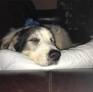 Meet your Posher, Stan